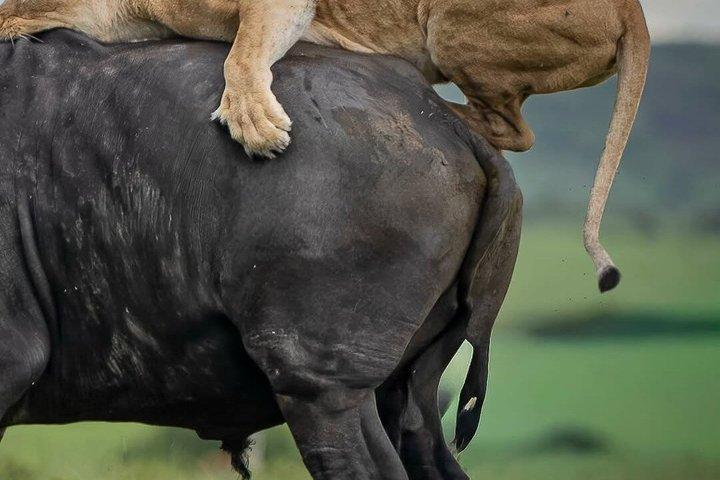 3-Day Camping Safari Tarangire, Ngorongoro and Lake Manyara