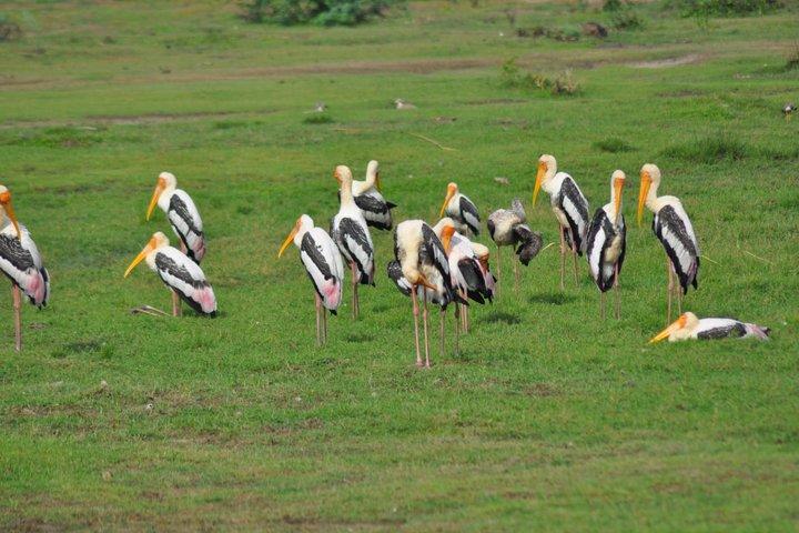 Sri Lanka 06 Days Wildlife & Sightseeing Tour