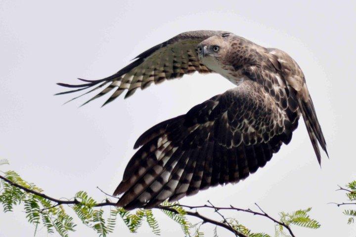 Sri Lanka 06 Days Wildlife & Sightseeing Tour
