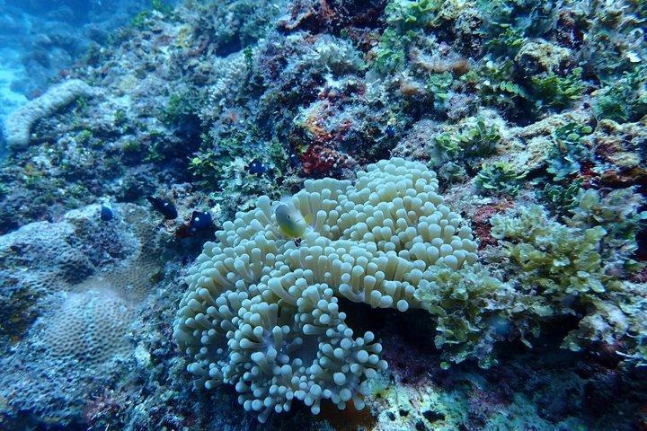 Swim with Dolphin and Snorkeling Adventure at Mnemba Island
