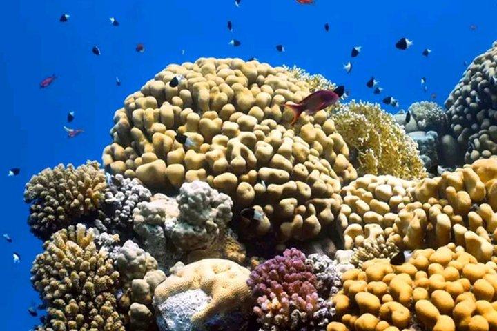 Swim with Dolphin and Snorkeling Adventure at Mnemba Island