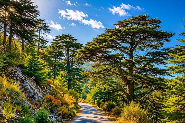 Private Baalbek Temple , Ksara Winery & Shouf Cedar | From Beirut