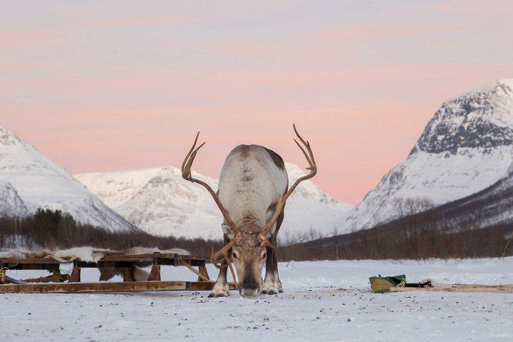 Arctic Combo: Dog Sledding, Snowmobiling & Reindeer Visit