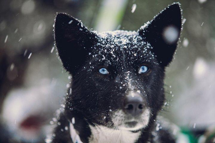 Arctic Combo: Dog Sledding, Snowmobiling & Reindeer Visit