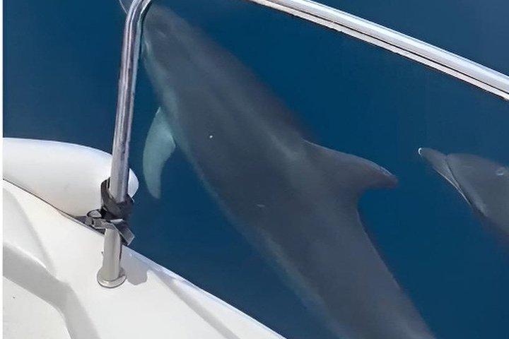 Private boat rental without title dolphin watching