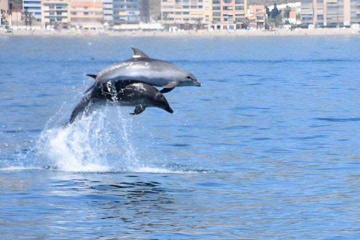 Private boat rental without title dolphin watching