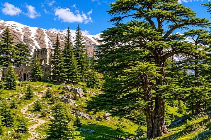 Private Qadisha Valley, Gibran Museum & Cedars Hike | From Beirut