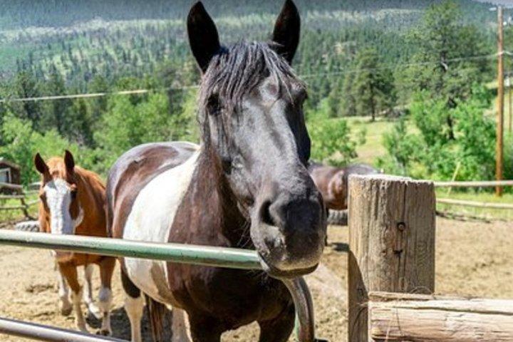 Scenic 2 Hour Horseback Ride in Rocky Mountain National Park