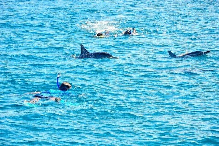 Wild Dolphin Swim & Responsible Whale Watching with Transport