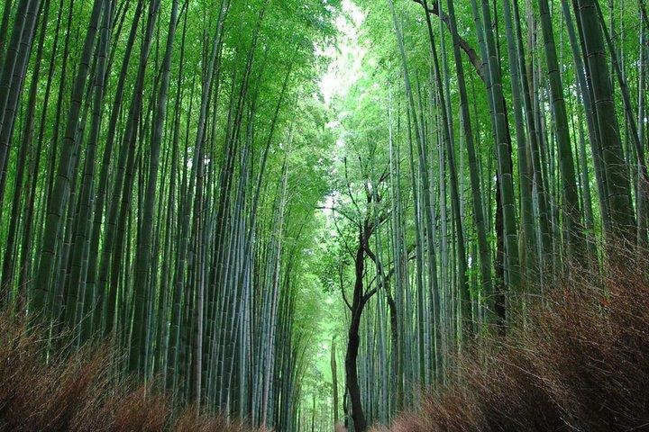 Kyoto and Nara Customized Day Tour with English Speaking Guide
