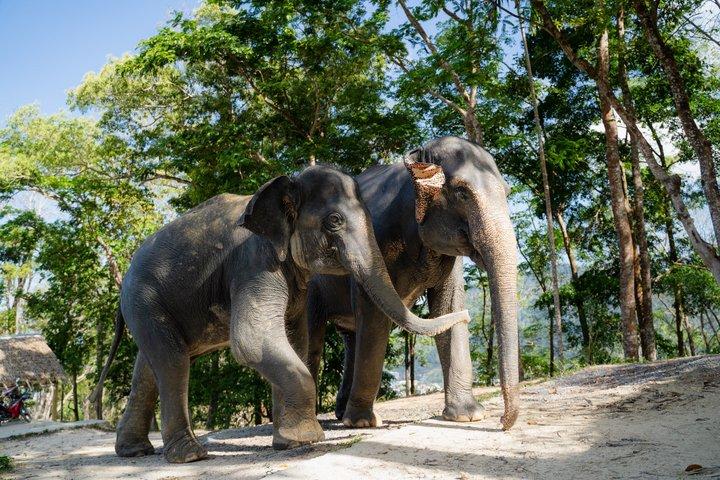 Private Phuket Highlights with Ethical Elephant Visit