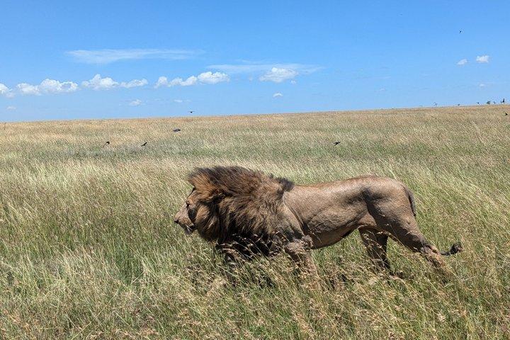 4 Days Tanzania Camping in Tarangire Serengeti and Ngorongoro