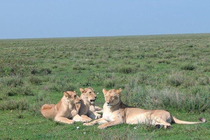 4 Days Tanzania Camping in Tarangire Serengeti and Ngorongoro