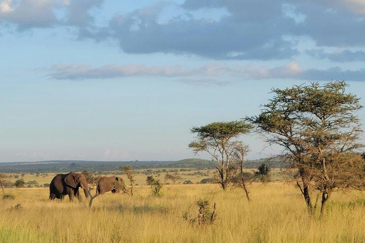 4 Days Tanzania Camping in Tarangire Serengeti and Ngorongoro