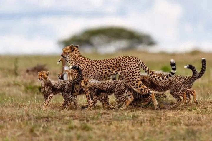 Ngorongoro Crater Joining Group Day Trip Safari