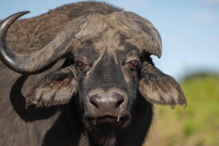 Ngorongoro Crater Joining Group Day Trip Safari