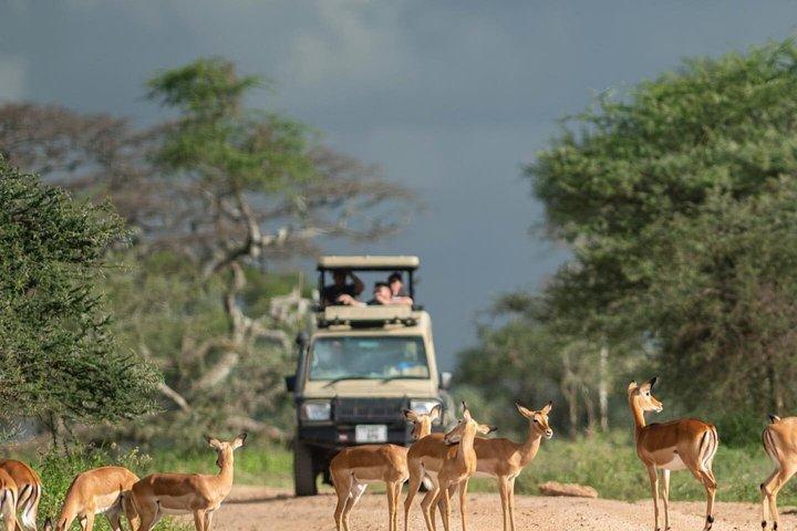 Ngorongoro Crater Joining Group Day Trip Safari