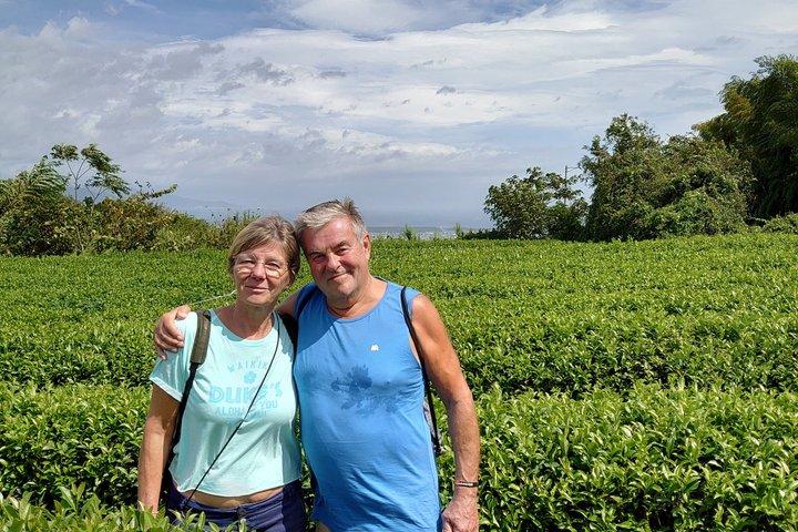 Shizuoka Green Tea Farm Tour by Car with Licensed Guide
