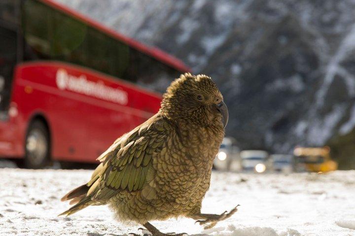 Milford Sound Coach & Cruise from Queenstown: Panoramic Views