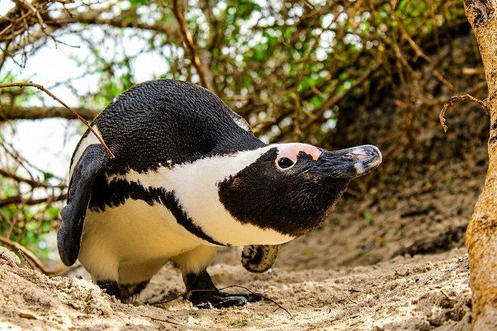 Cape Town: Cape Peninsula, Ostrich Farm & Penguins Tour