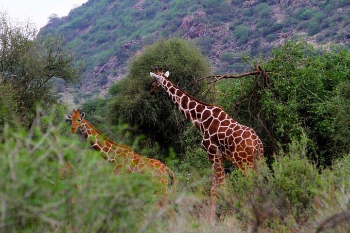 5 Day Meru National Park Samburu Game Reserve and Ol Pejeta