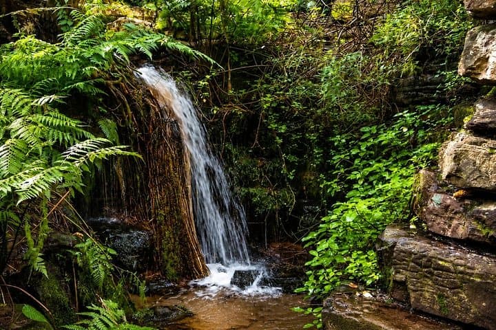 Cape Town: Kirstenbosch, Groot Constantia & Steenberg Wine Estate