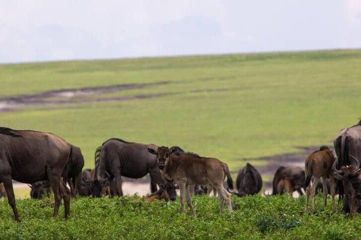 5 Days Tanzania Safari Adventure