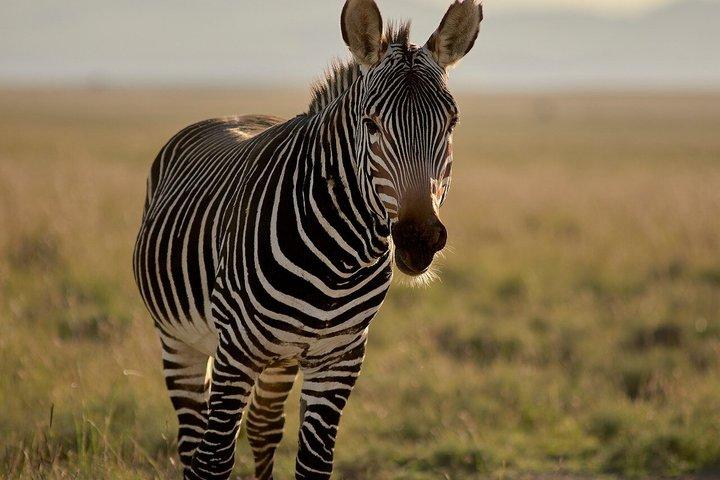 5 Days Tanzania Safari Adventure