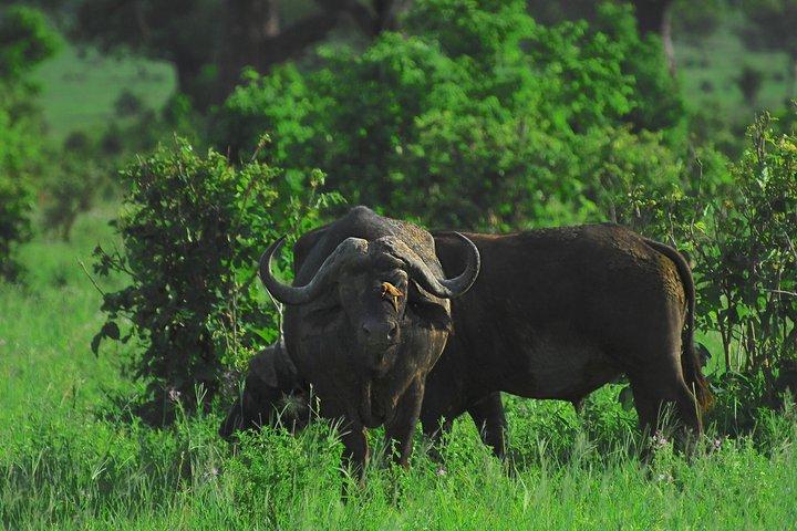 5 Days Tanzania Safari Adventure