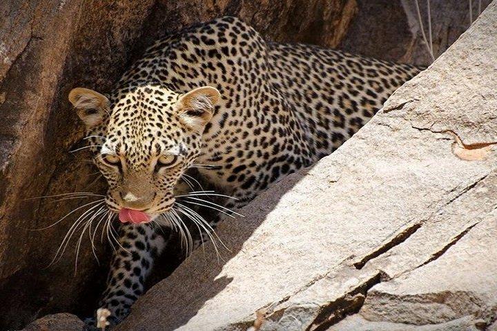 1 Day Safari Adventure to Tsavo East National Park From Mombasa