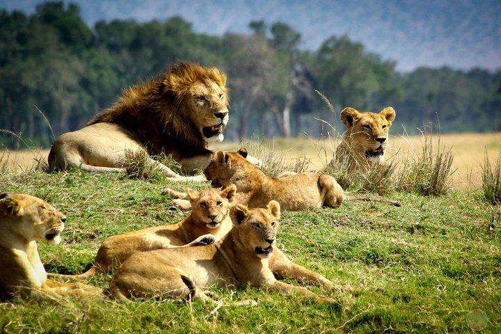1 Day Safari Adventure to Tsavo East National Park From Mombasa