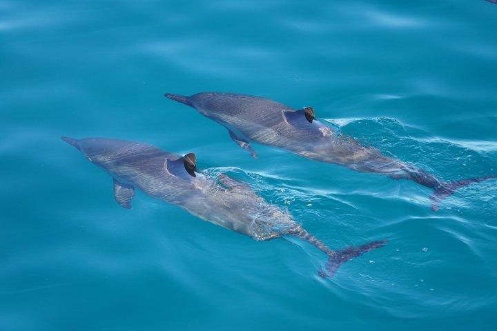 2 Hour Big Island Dolphin Watching and Sea Turtle Snorkel Tour