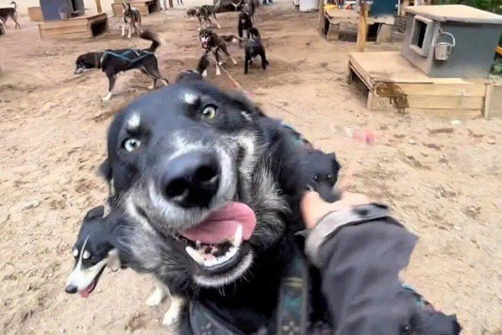 Summer Dog Sled Adventure in Willow Alaska