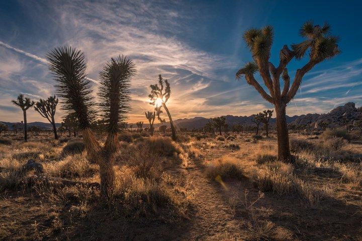 Small Group Grand Canyon, Hoover Dam and Joshua Tree Forest Tour