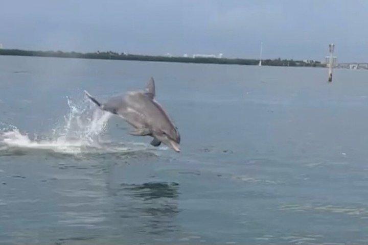 Miami Raccoon Island Wildlife Boat Tour with Captain and Photos