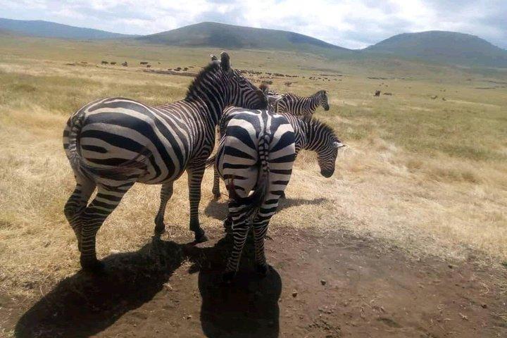 5 Days 4 Night Serengeti National Park 4WD Tour Adventure