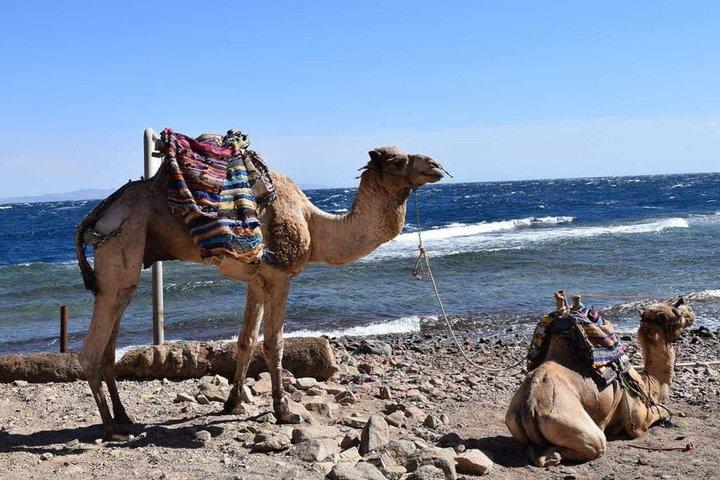 Blue Hole and Coloured Canyon Adventure with Camel Ride and Lunch