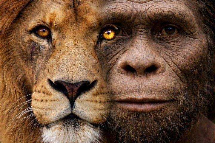 Cradle of Humankind Tour with Lion Safari from Johannesburg