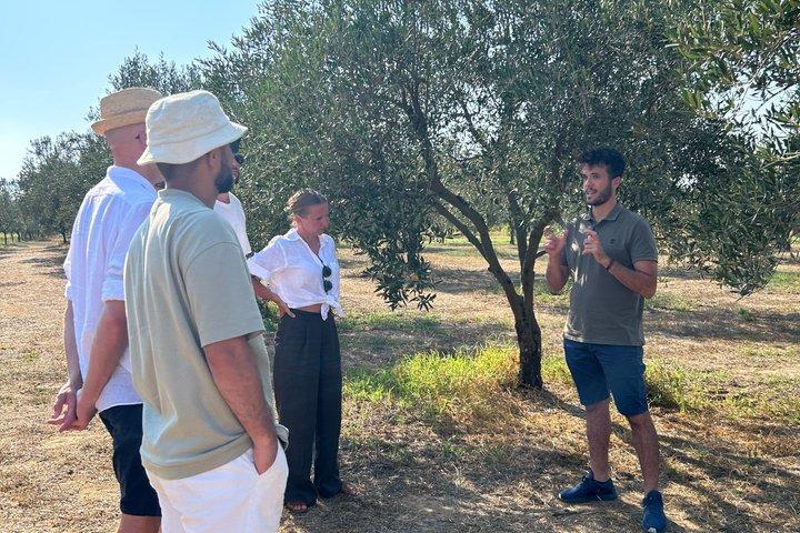 Balestrate Olive Grove Tour: Wine and Olive Oil Tasting