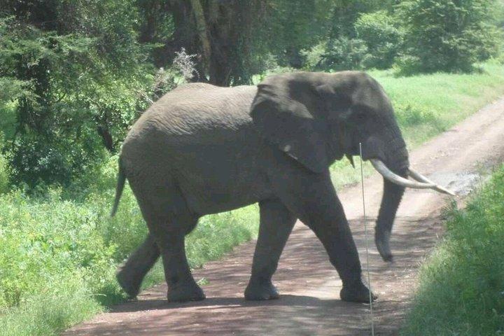8 Day Wilderness Expedition Serengeti and Ngorongoro Odyssey