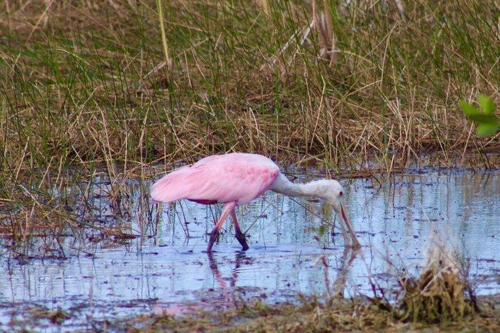 60 Minute Small Group Semi Private Everglades River Of Grass Airboat Charter