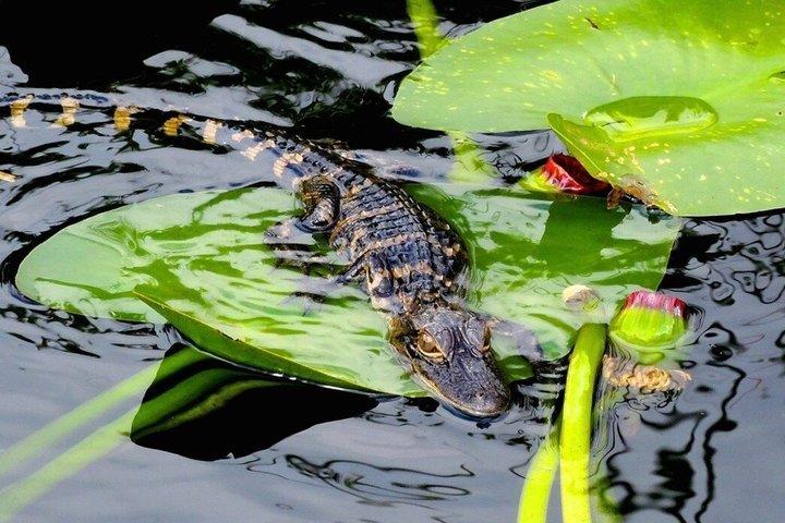 60 Minute Small Group Semi Private Everglades River Of Grass Airboat Charter