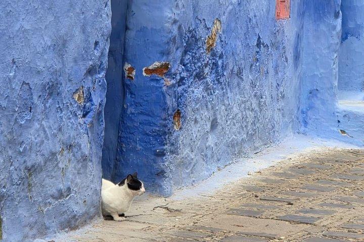 The Blue Pearl Private Day Trip from Fez to Chefchaouen