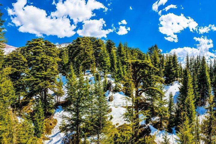 Qadisha Valley, Bcharee & Cedar Small Group Tour with Lunch