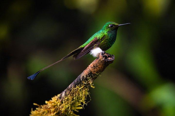 Mindo Cloud Forest: Hummingbirds, Birds & Waterfalls Tour