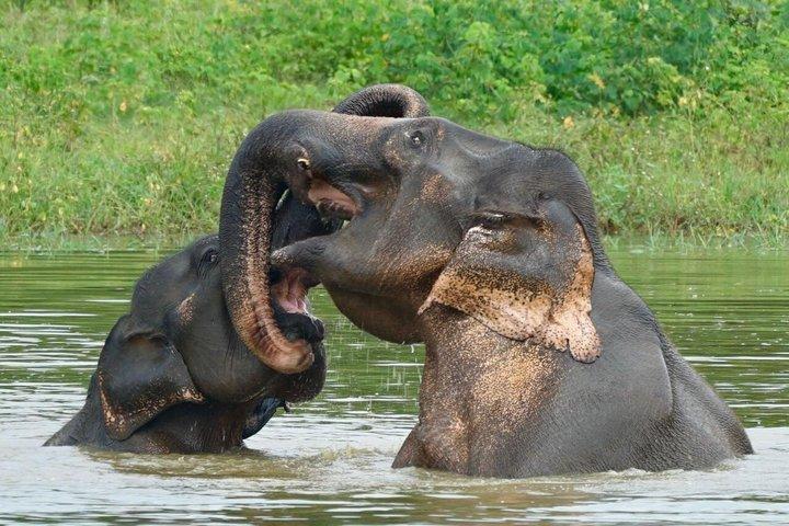 Udawalawe National Park 4 Hours Budget Safari