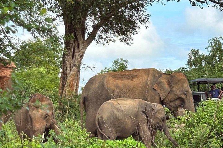 Udawalawe National Park 4 Hours Budget Safari