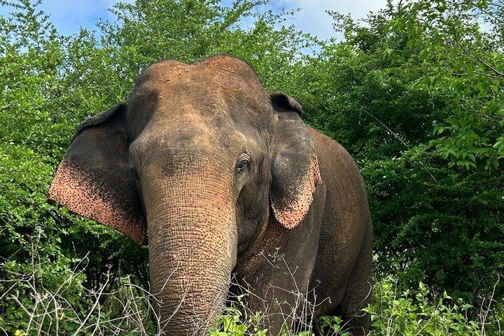 Udawalawe National Park 4 Hours Budget Safari