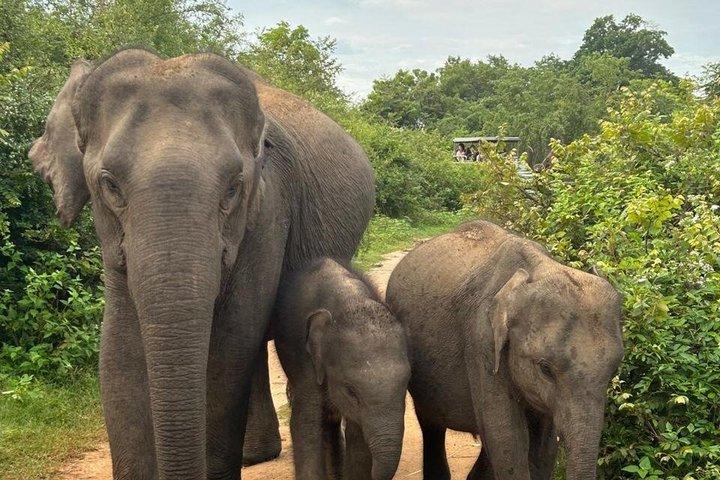 Udawalawe National Park 4 Hours Budget Safari