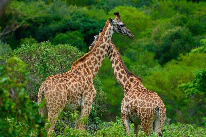 5 Days 4 Night Serengeti National Park 4WD Tour Adventure